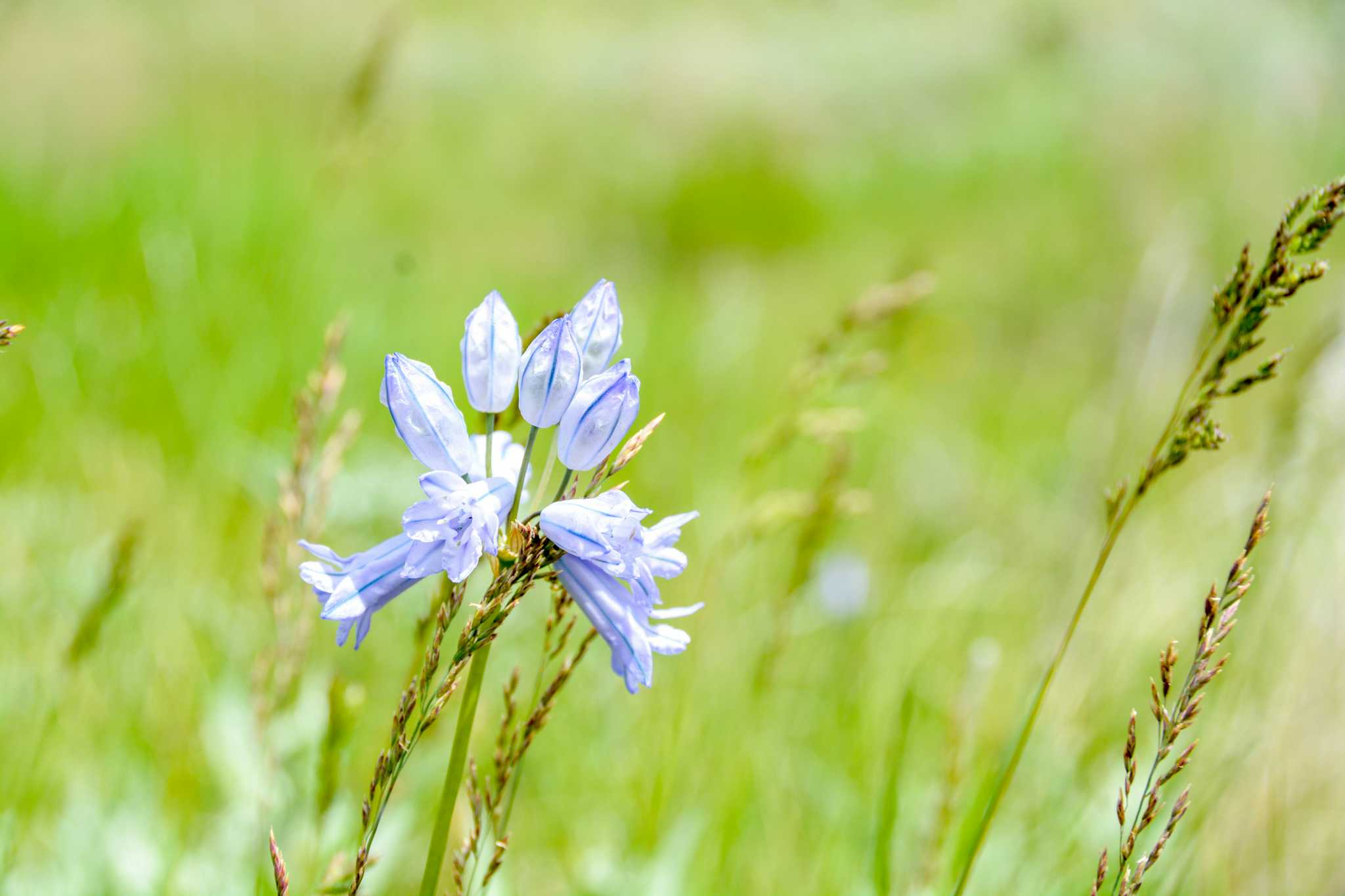 Blue prairie flower in Wallowa county