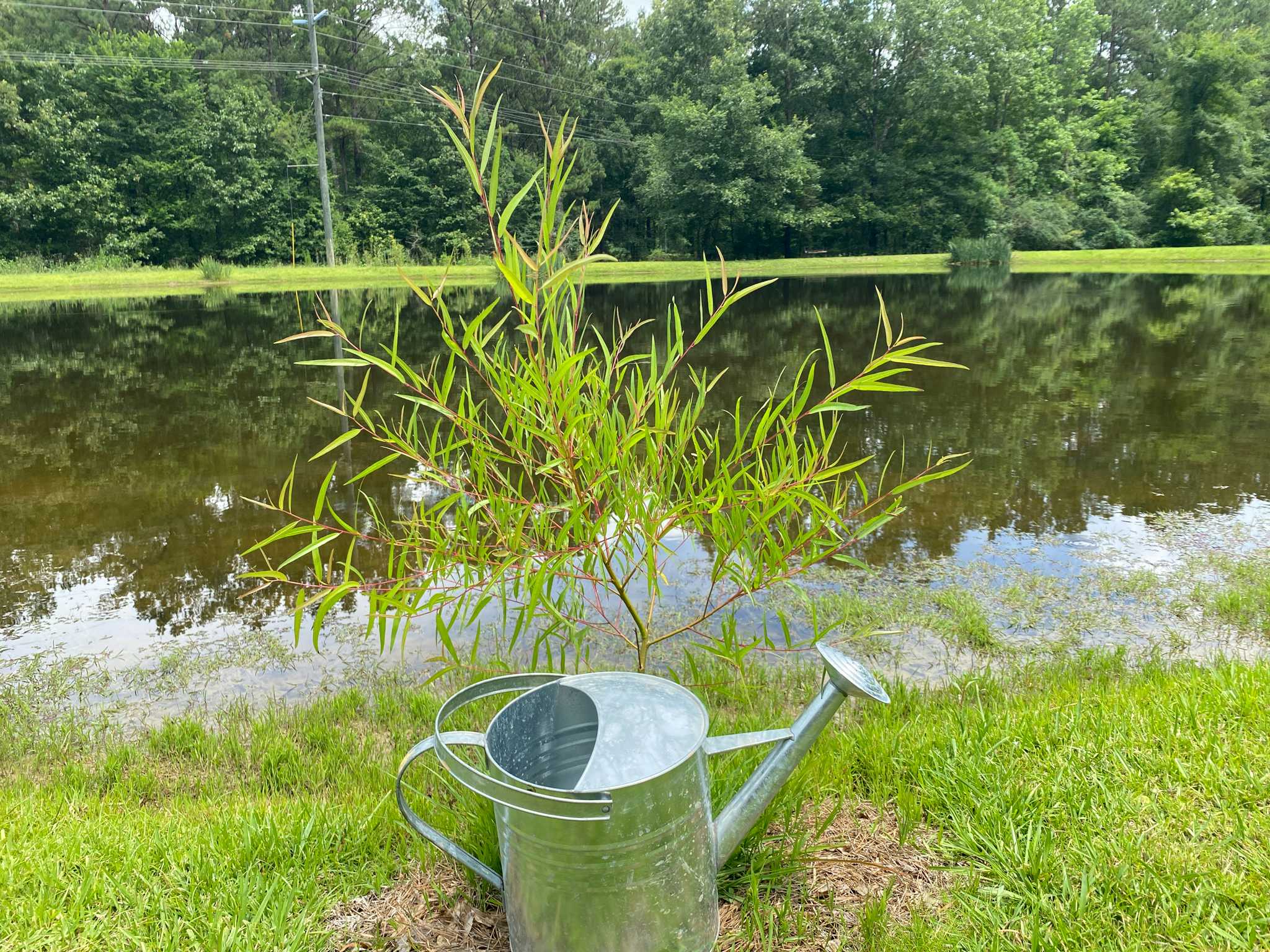 A metal watering can rests in front of a small Black Willow sapling, on the banks of a pond
