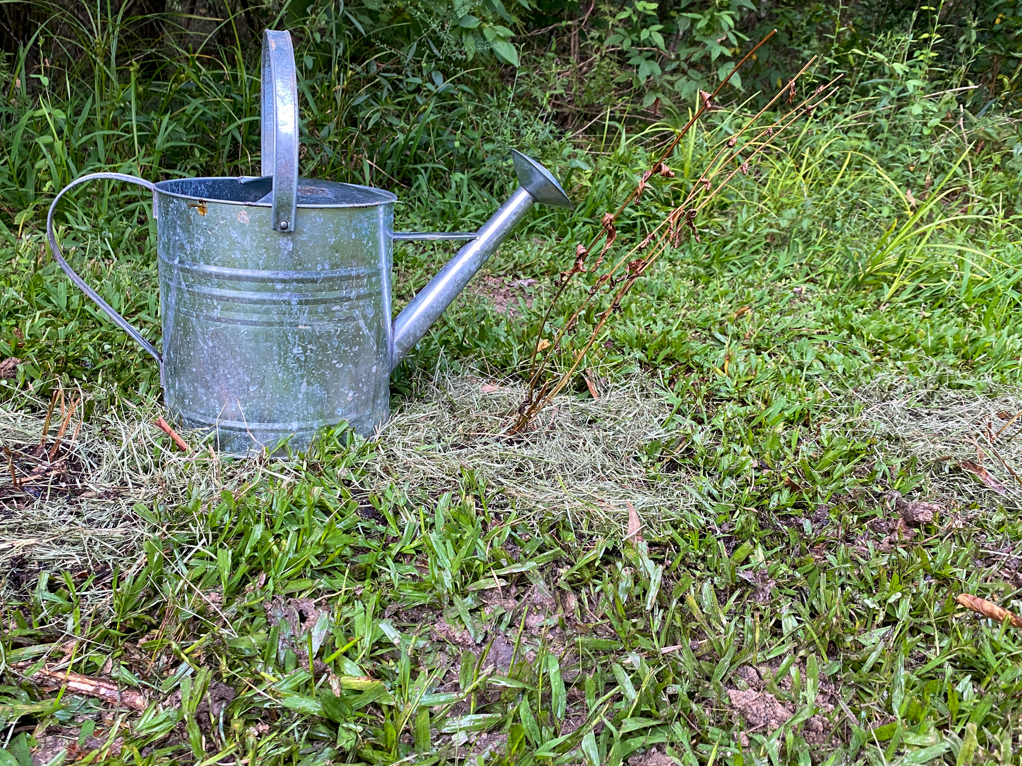 Three dying physotegia plants newly planted in the ground