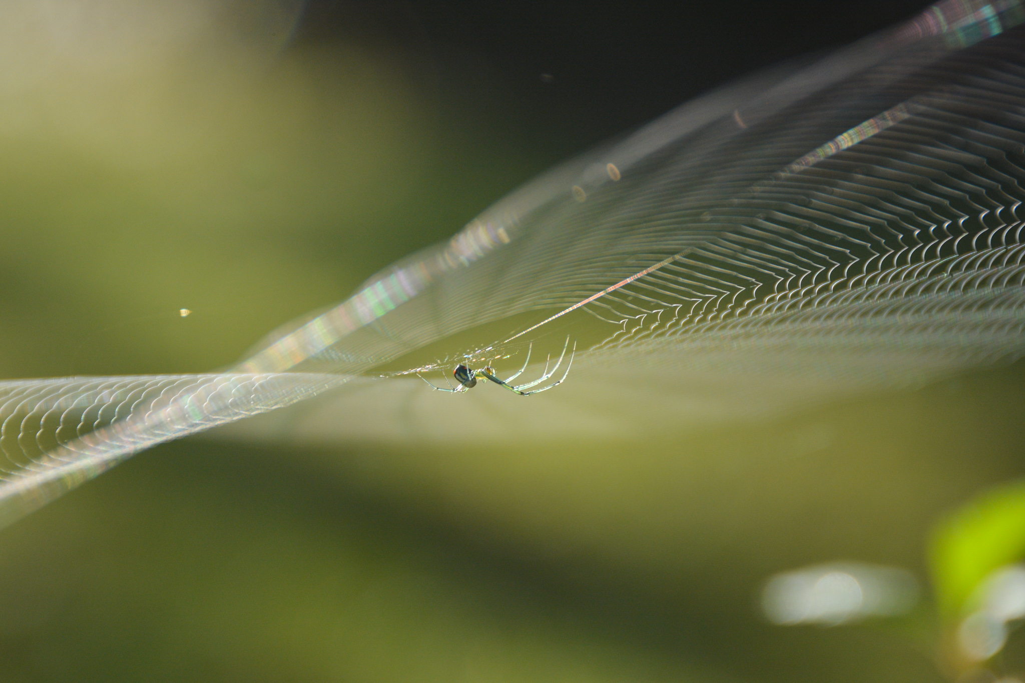 Maple Orchard Orb Weaver on its web in the morning sun