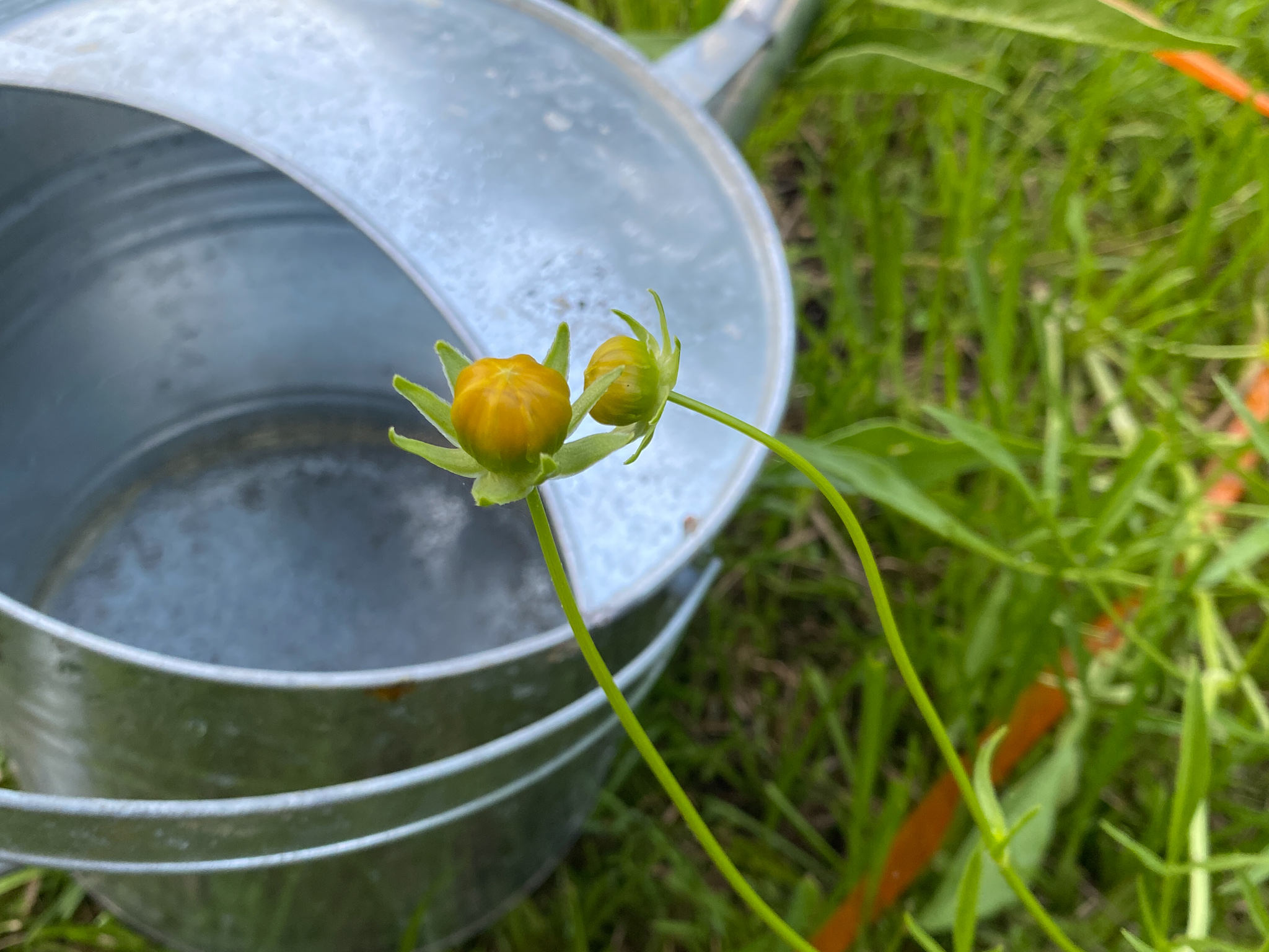 Unopened Coreopsis blooms in front of the watering can