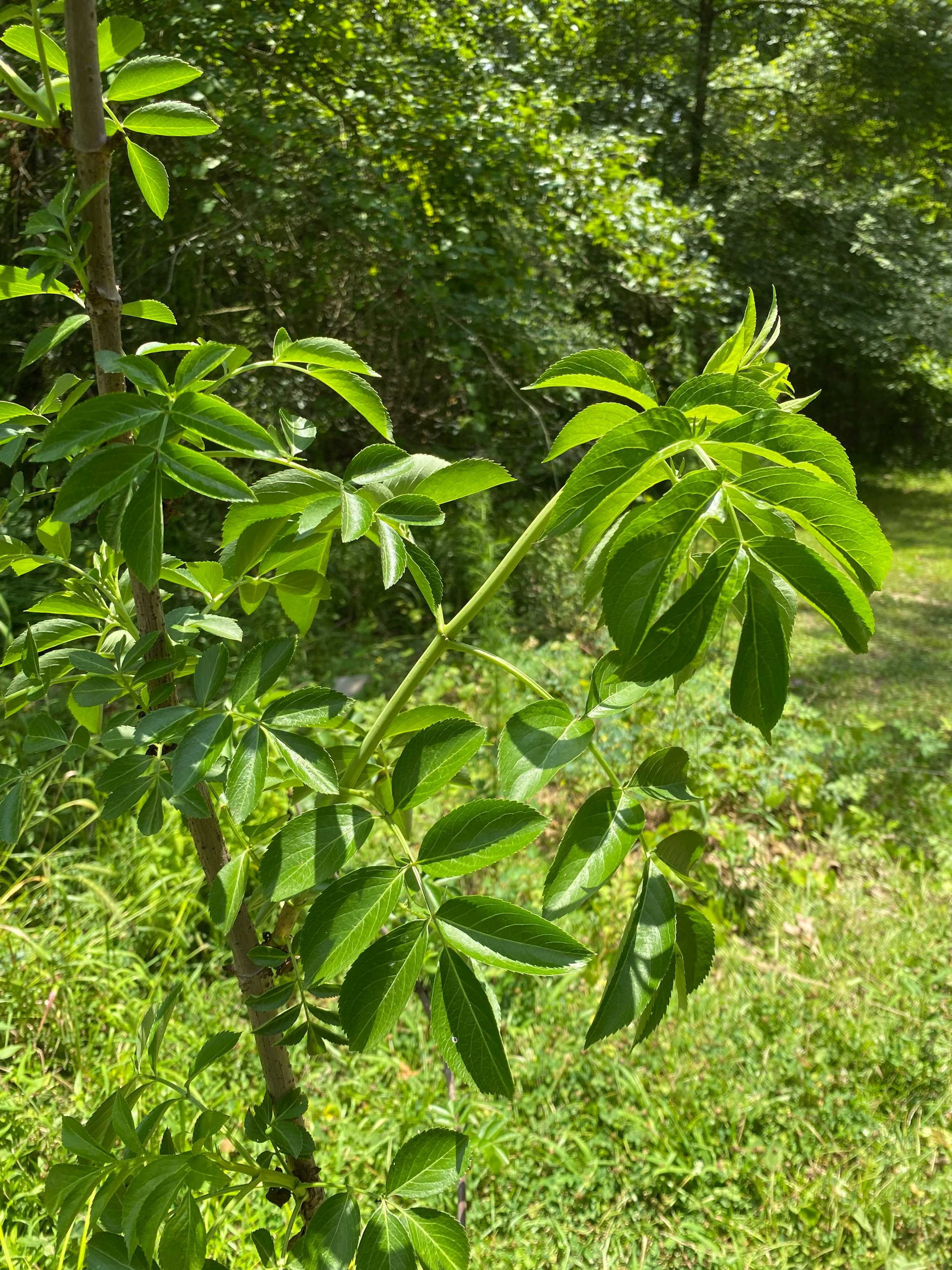A closeup of a new green branch with leaves on an elderberry