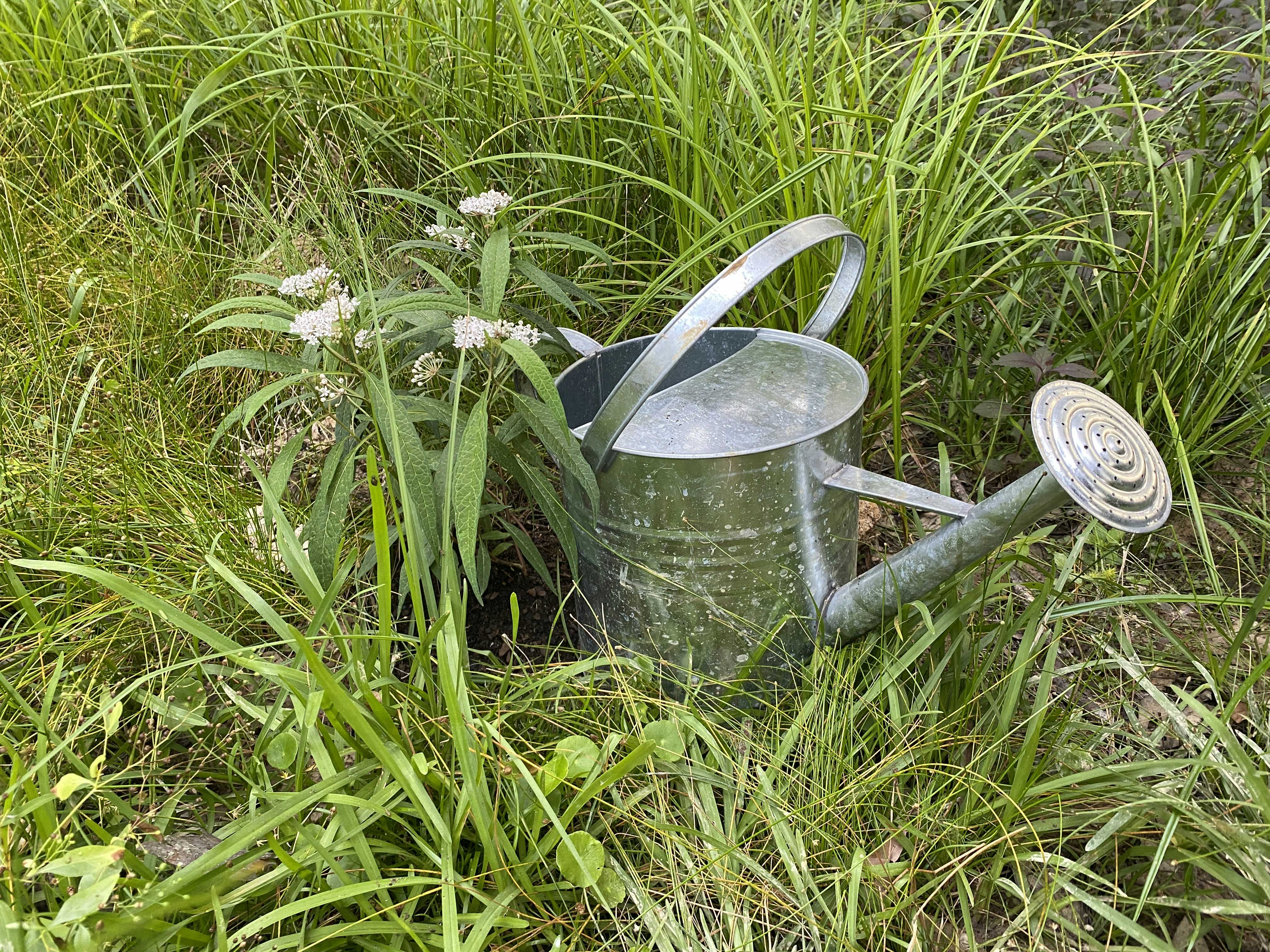 A watering can next to an Aquatic Milkweed, surrounded by long green grasses and sedges