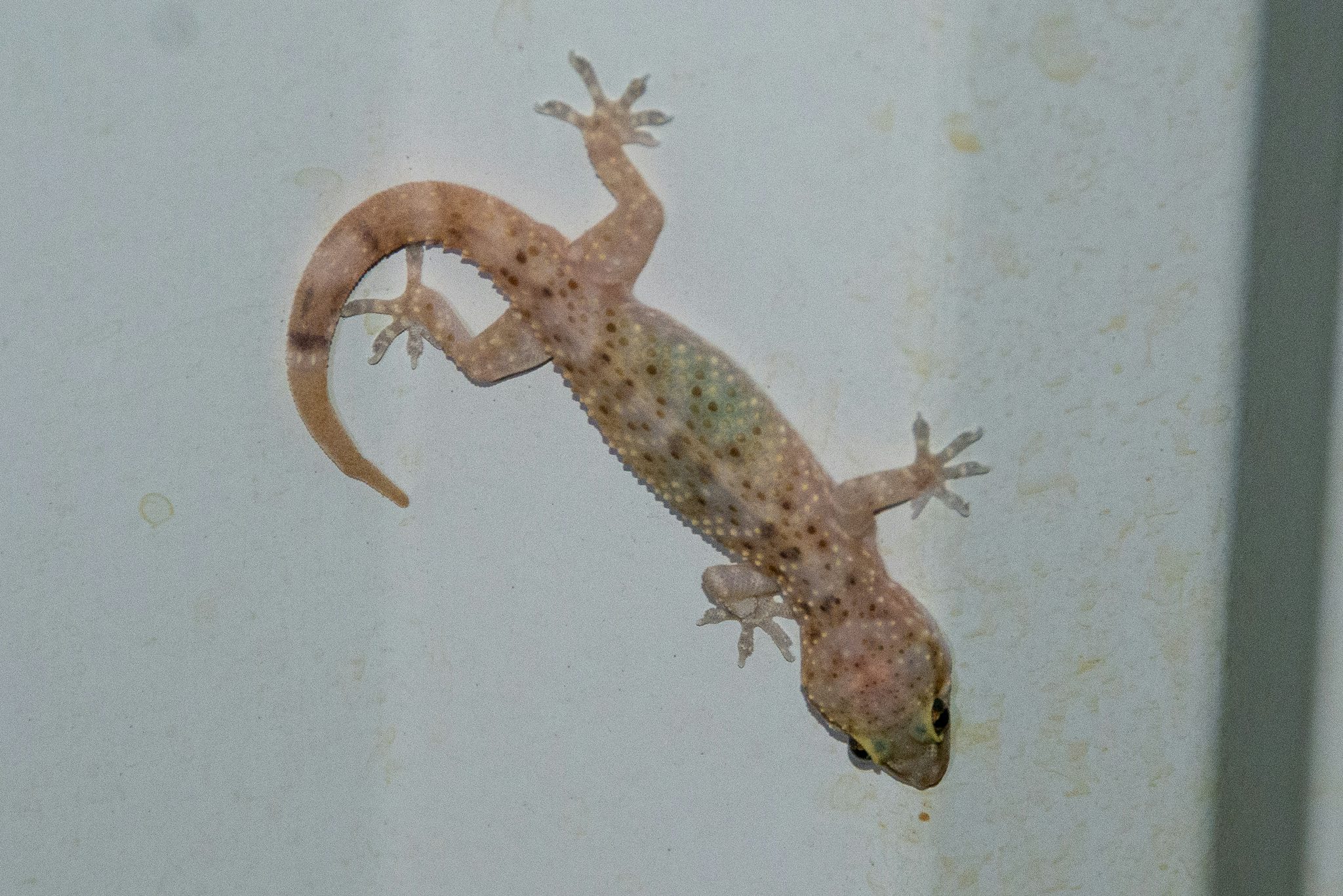 A pink gecko with many different colored spots hangs upside-down on a white metal wall