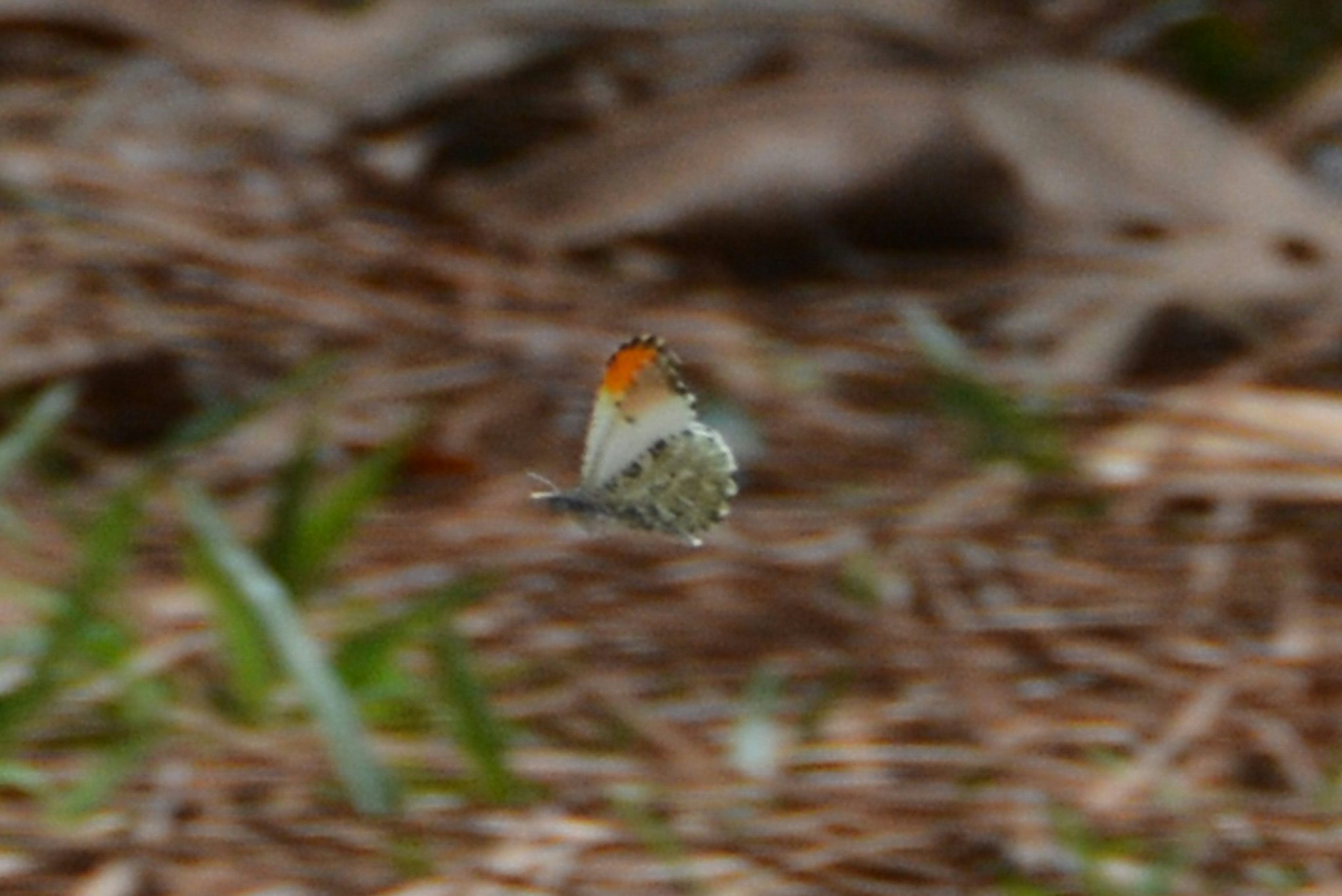 A blurry photo of a small mostly-white butterfly with orange tips on its wings flying by from right to left. The outside of its hindwing is pattern in gray and white