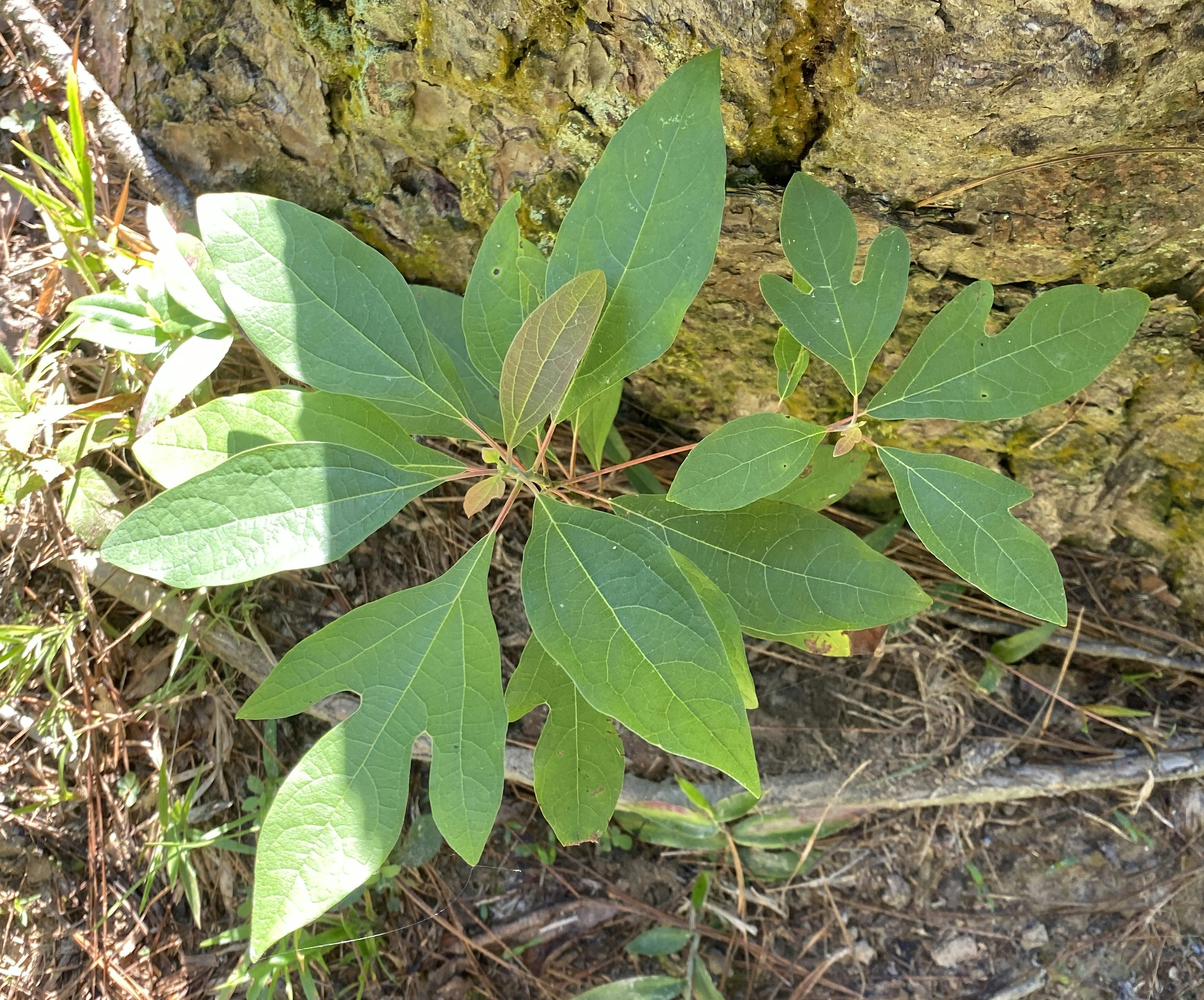 Young Sassafras tree growing at the base of a Loblolly Pine