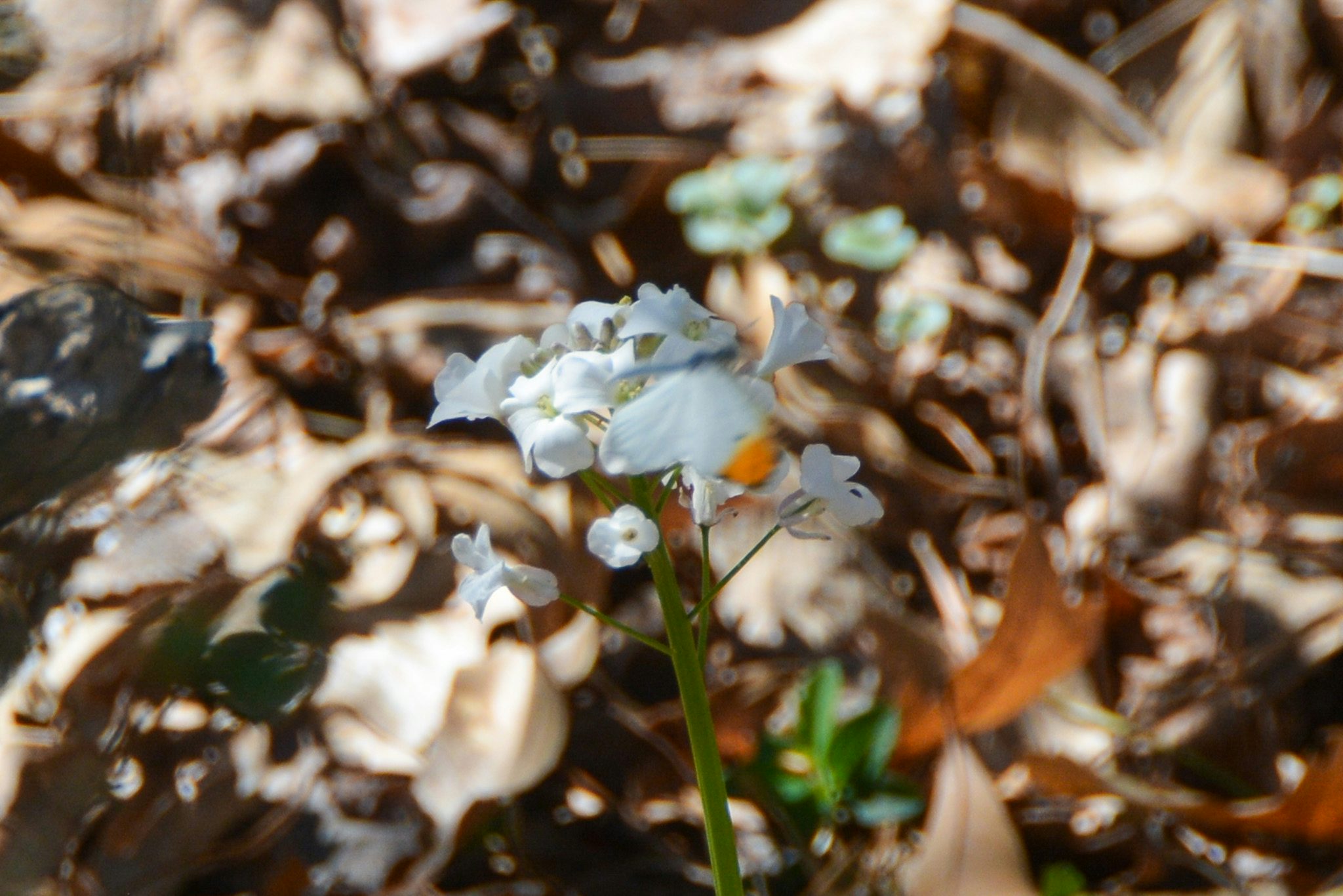 A photo of a cluster of white flowers, with a small white butterfly with orange tips on its wings flying in front of it, captured blurrily
