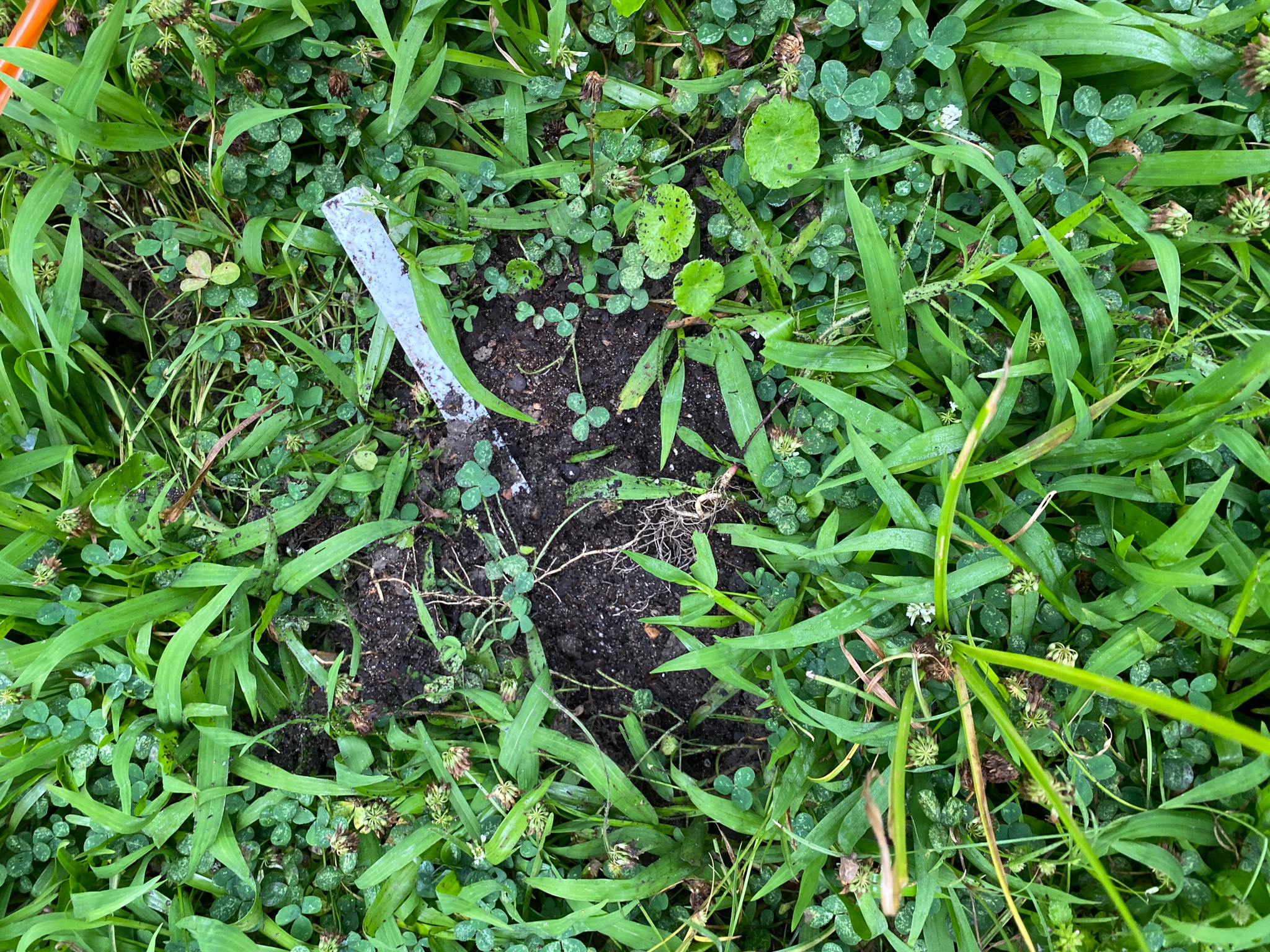 A small milkweed plant uprooted by an unknown animal
