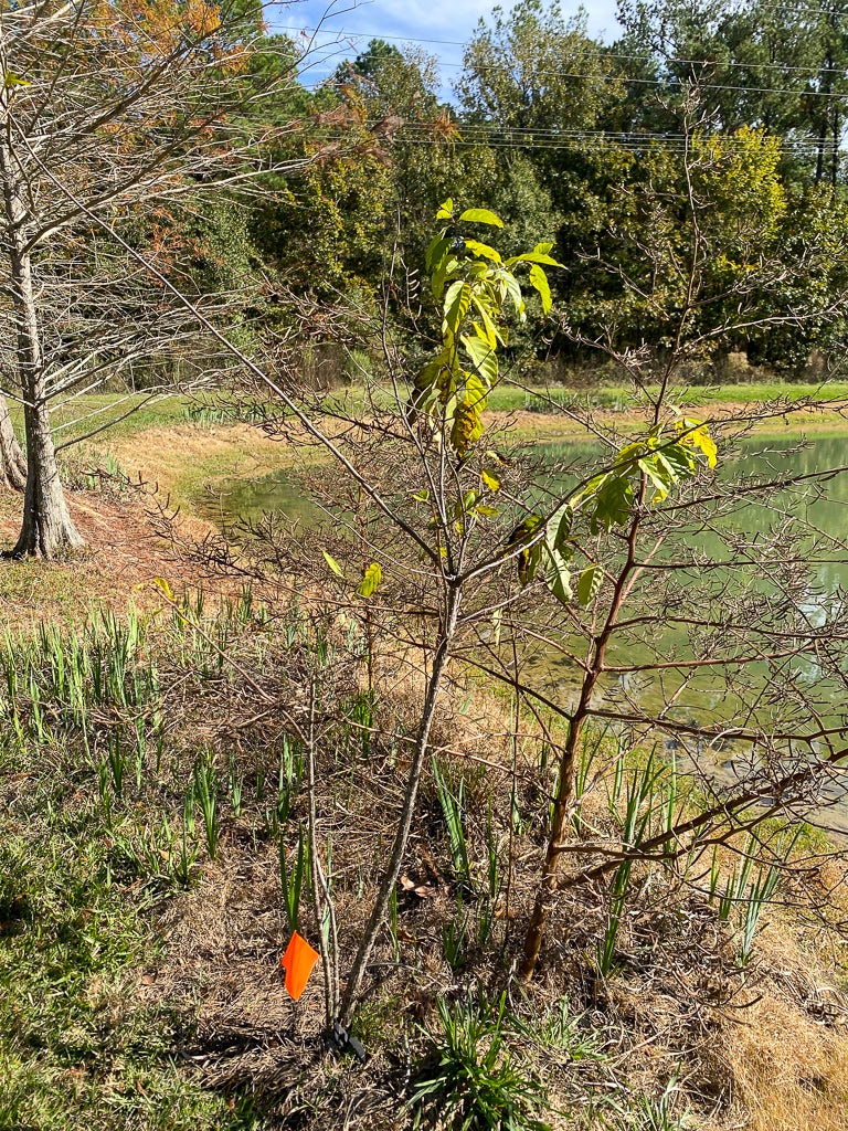 Buttonbush 2 holding on to some leaves late into the year. It grew up and out in its full sun exposure. 20231127 Img 9336