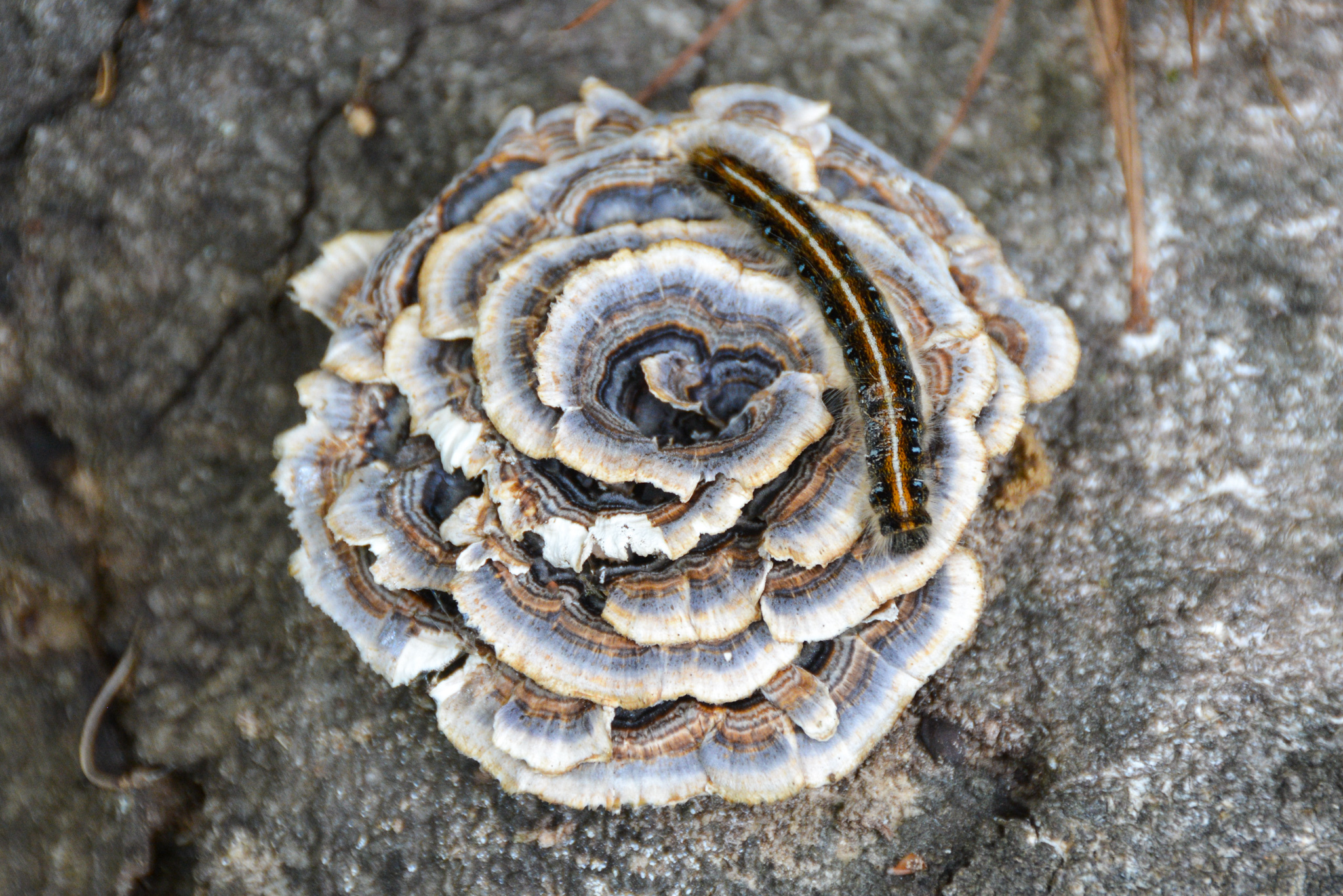 Turkey Tail Rosette With Caterpillar Log Pile