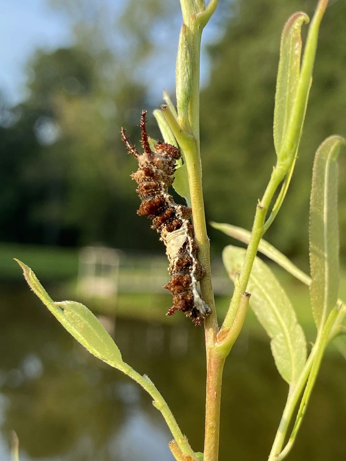 The second-largest of the caterpillars on the Willows, a lovely reddish brown with so many intricate details Img 7098