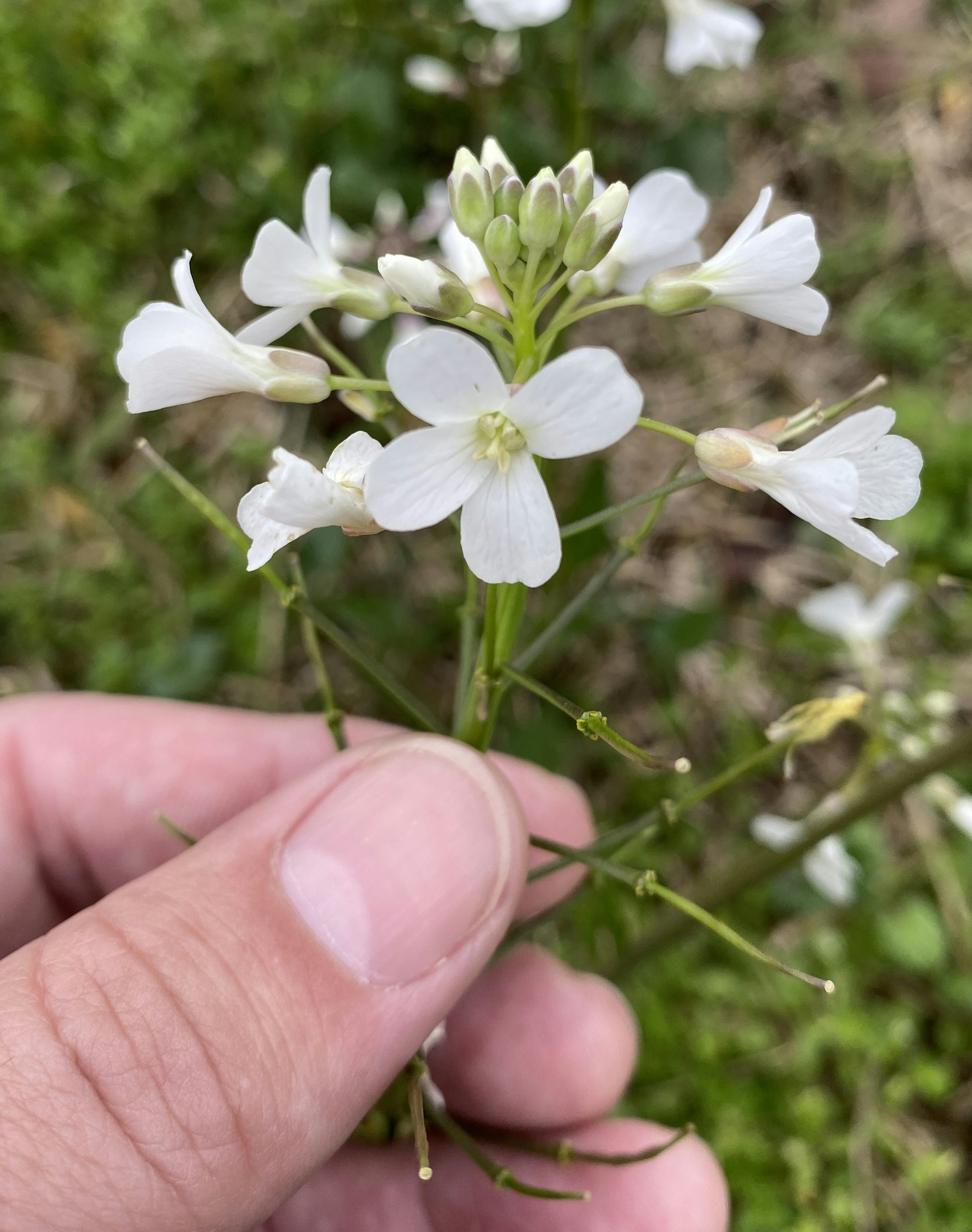 A hand holds a bulb of small white flowers