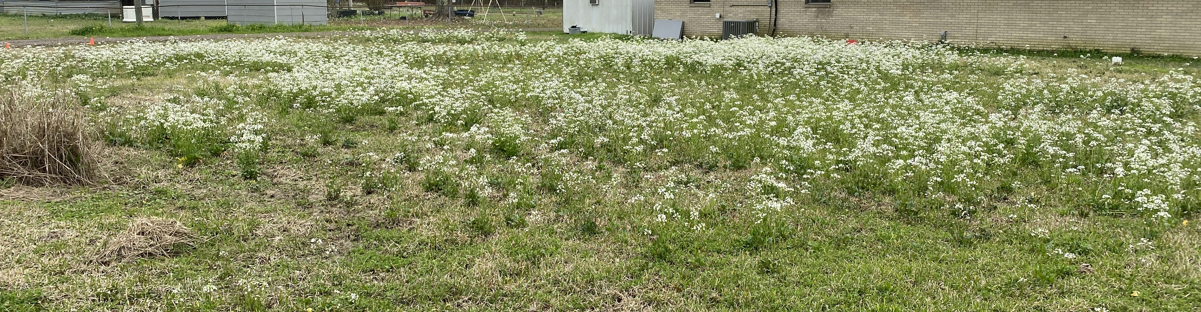 Hundreds of small plants in bloom, filling a yard with thousands of  small white flowers