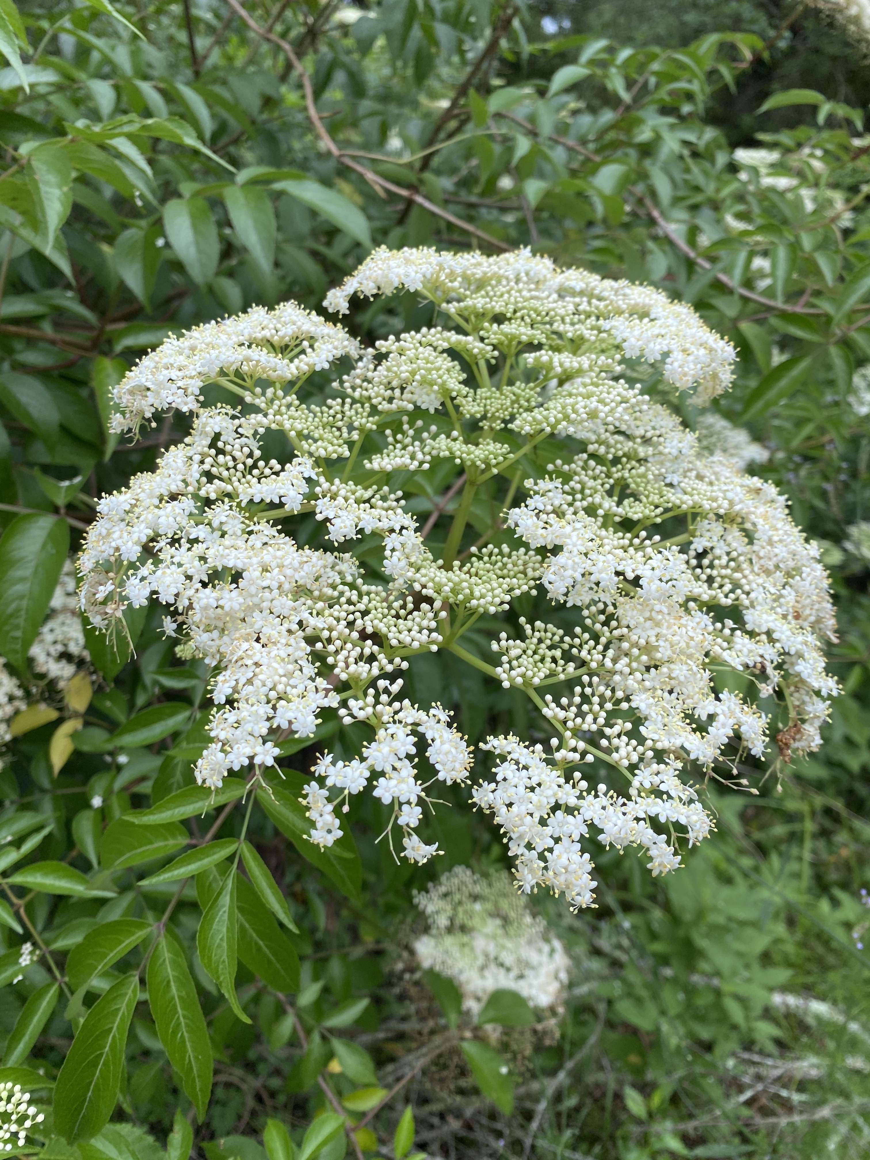 A large cluster of off-white blossoms from a Black Elderberry plant