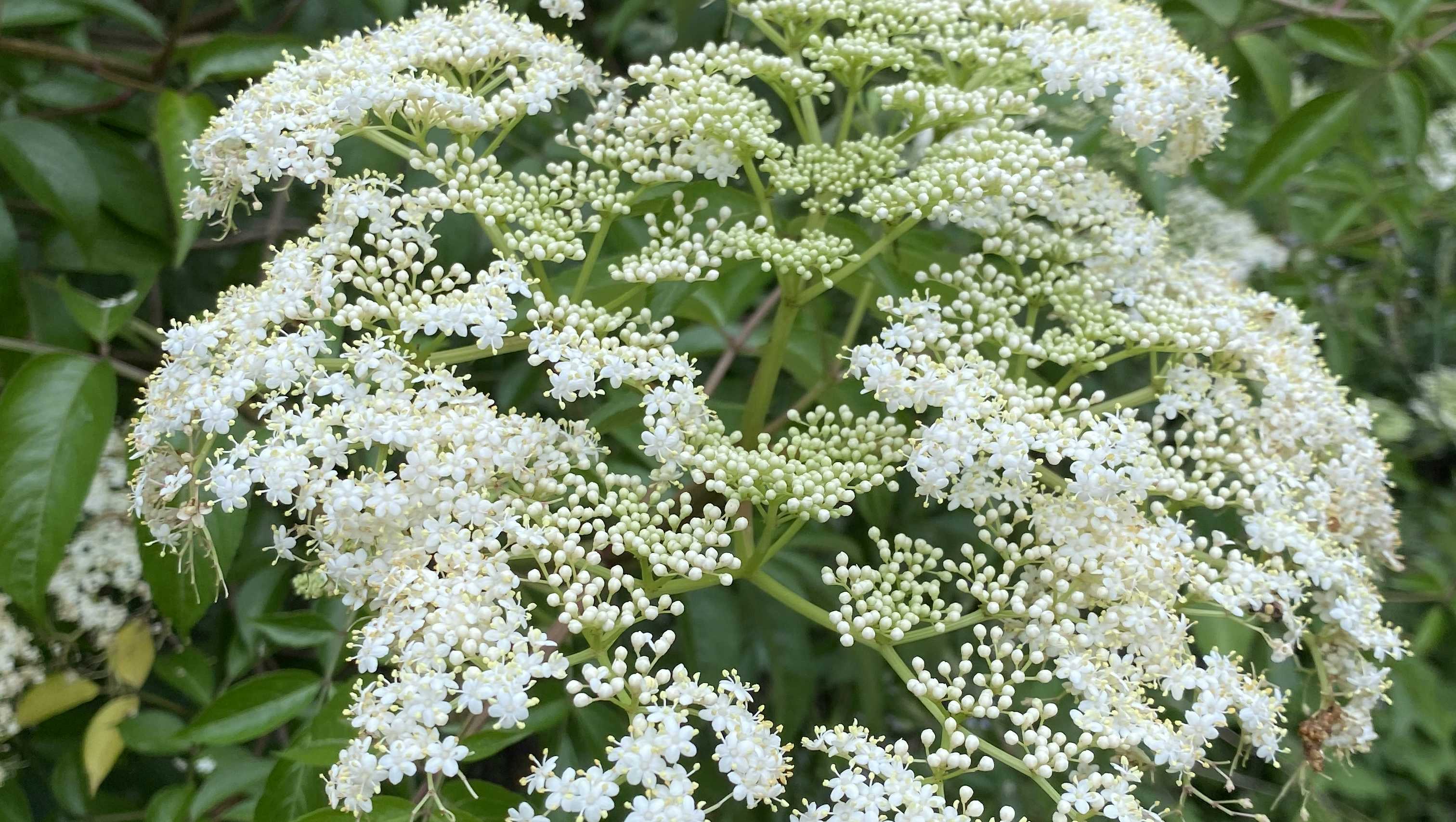 A large cluster of off-white blossoms from a Black Elderberry plant