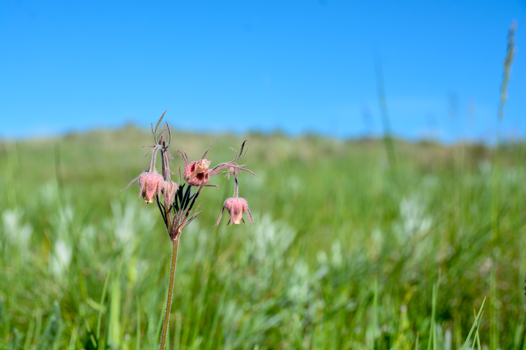 A prairie smoke plant, a small red plant with hairy, spiky buds pokes up over the prairie grass