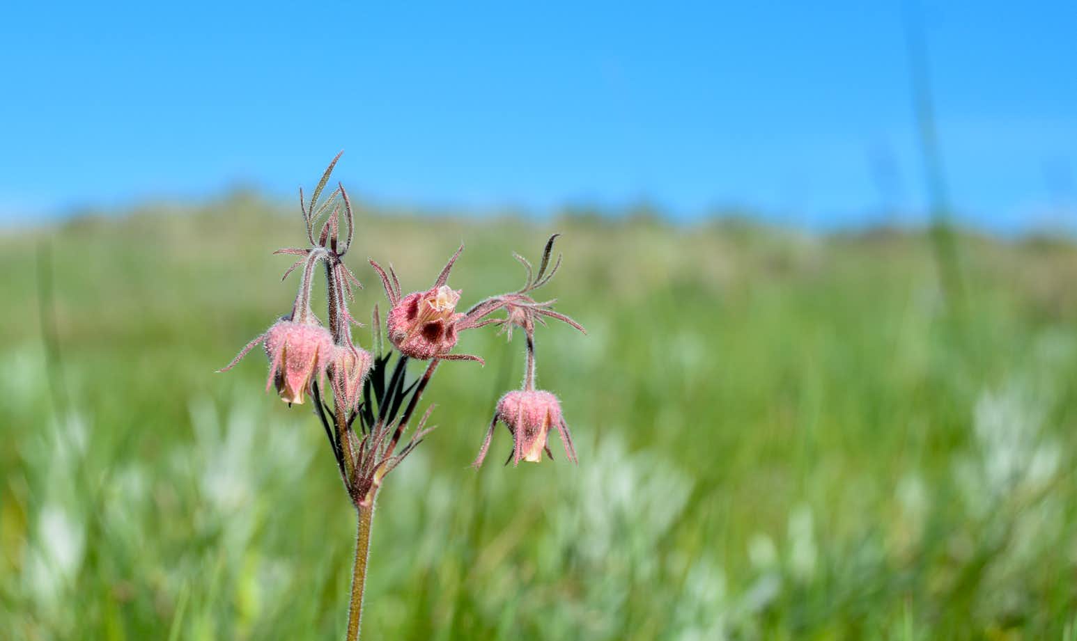 A prairie smoke plant, a small red plant with hairy, spiky buds pokes up over the prairie grass