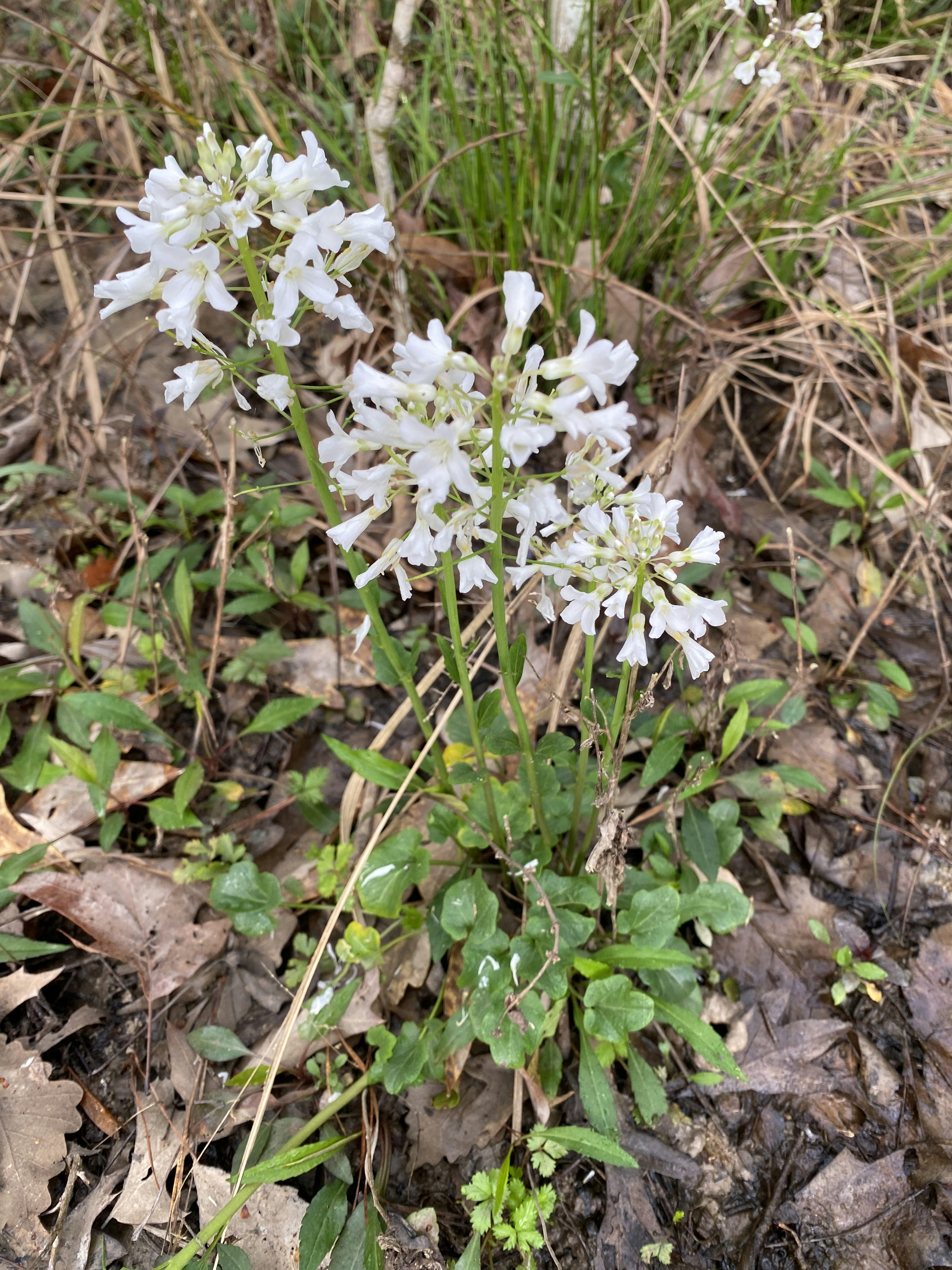 A few small plants with clusters of small white flowers and round dark green leaves grows up on the forest floor