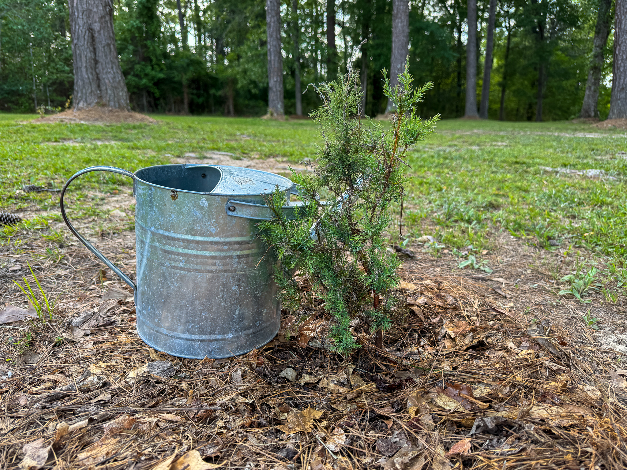 A small, spiky cedar tree sapling sticks out of the ground next to a metal watering can