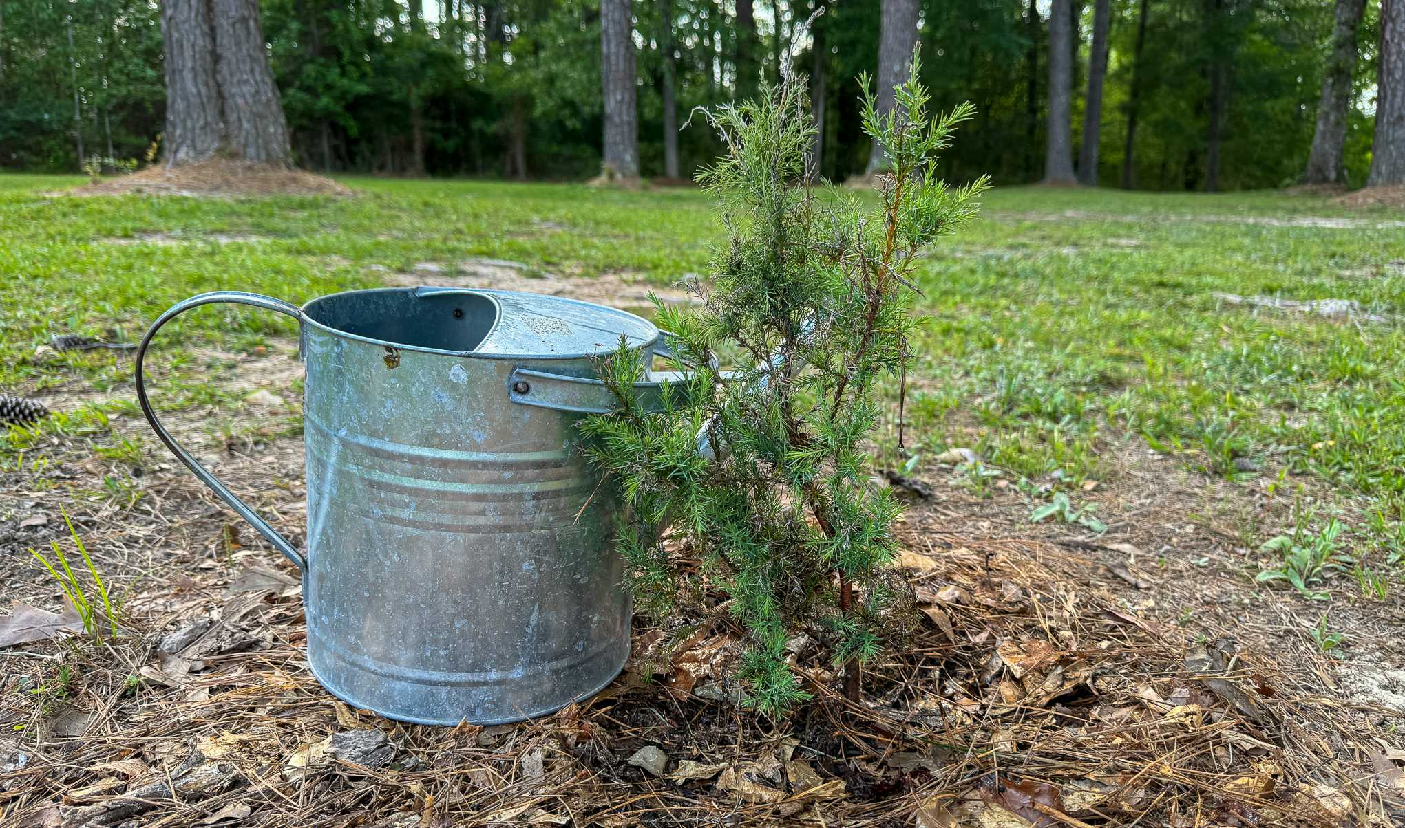 A small, spiky cedar tree sapling sticks out of the ground next to a metal watering can