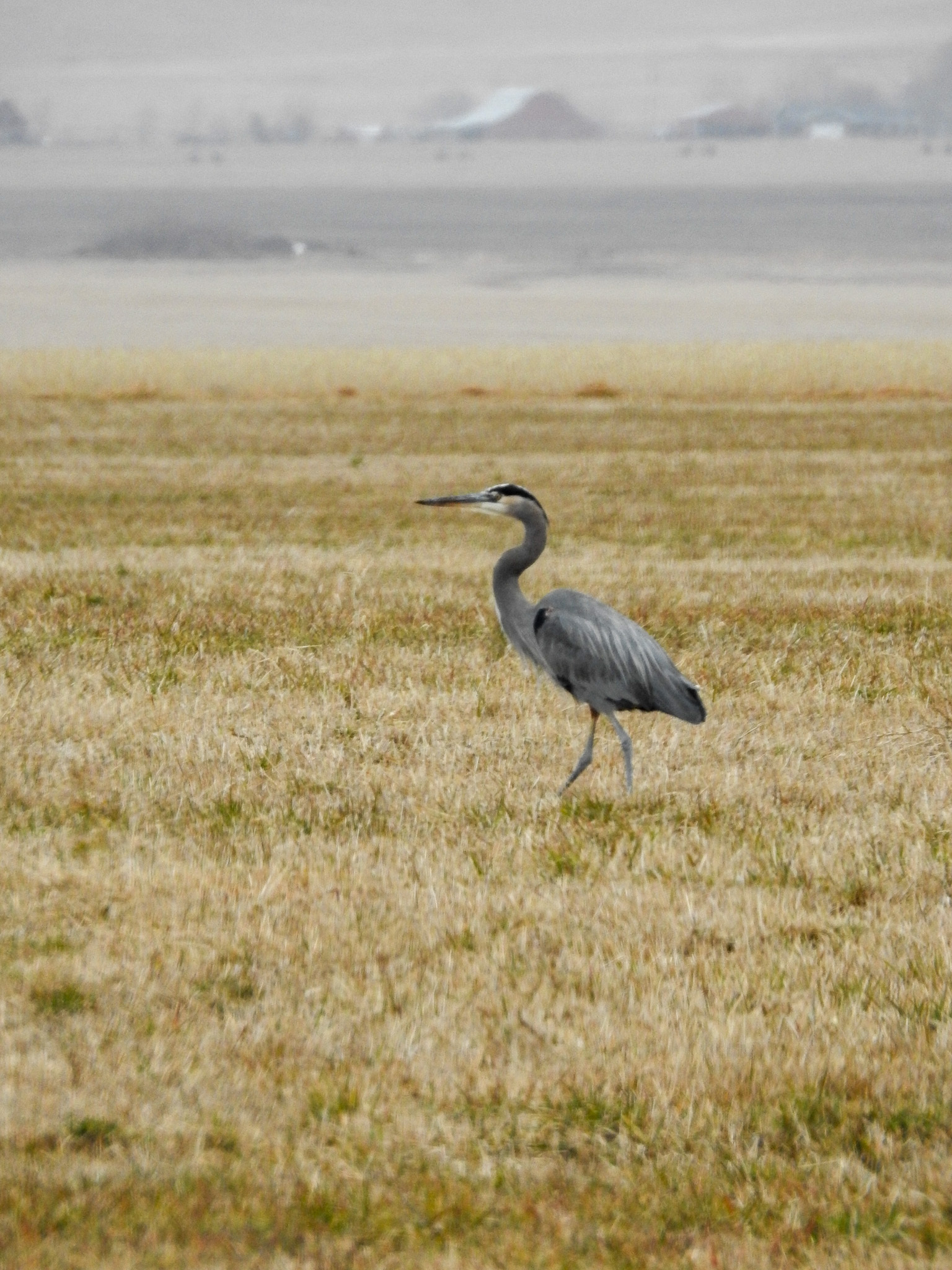 A large light gray and blue heron stands in the short golden vegetation of an agricultural field. A barn can be seen far in the distance.