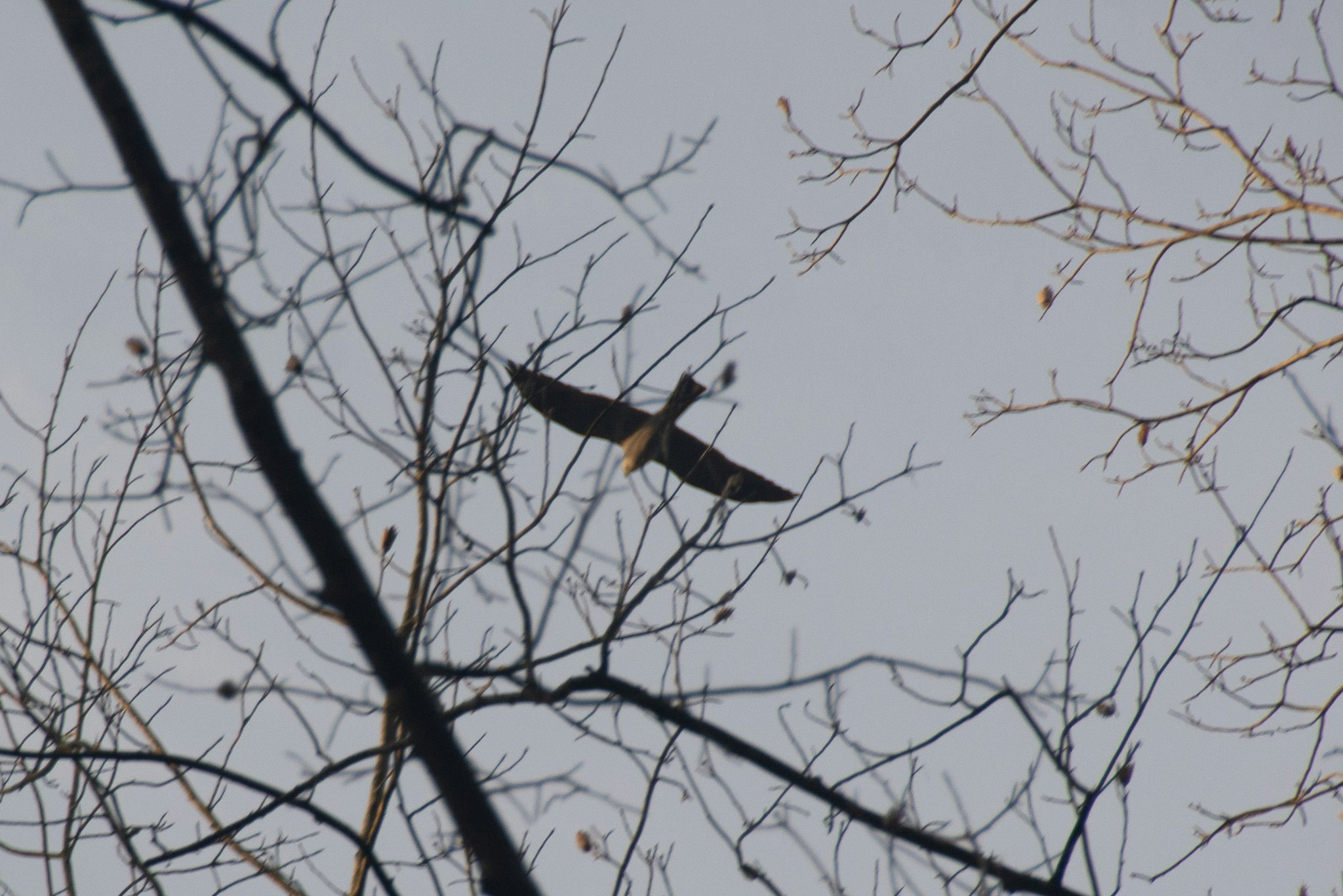 A sleek raptor with long, pointed wings and a square tail flies over the bare branches of a treetop, half-silhoutted against a gray morning sky