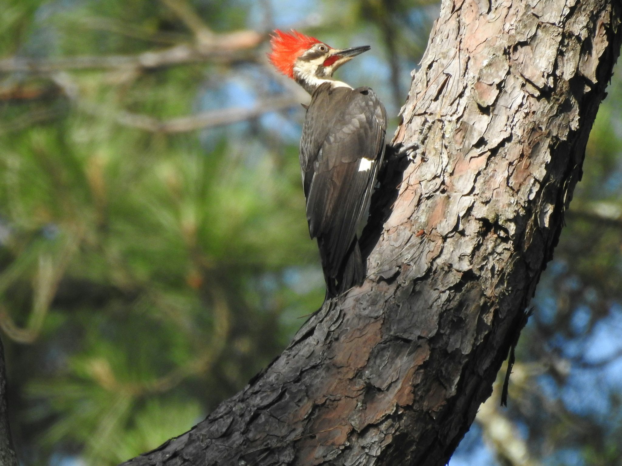 A very large black woodpecker with a white face, large red crest and red "moustache" of feathers near its bill rests on a large branch of a pine tree