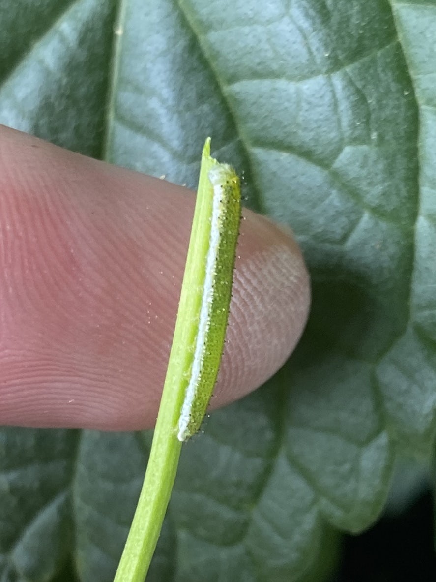 A tiny green caterpillar, as long as a fingertip is wide, with a white stripe down the side of its body, nibbles on the small green stalk of a plant