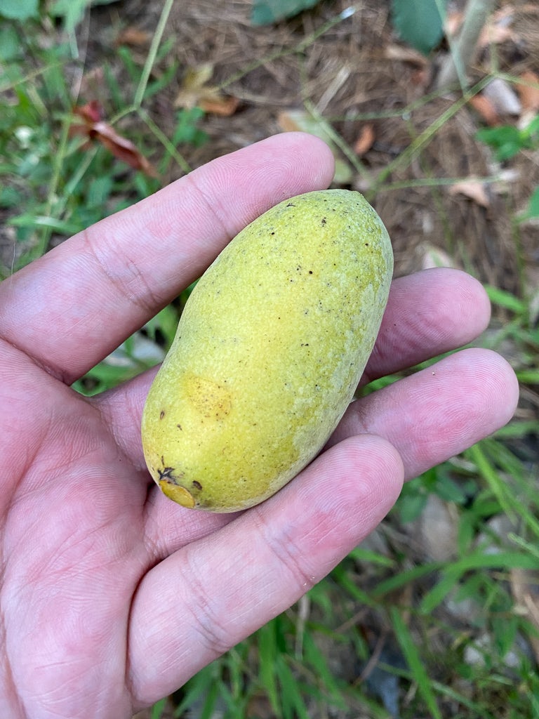 Holding the second Pawpaw fruit after finding it resting on the ground that morning. So, so thankful. 20230806 Img 7159