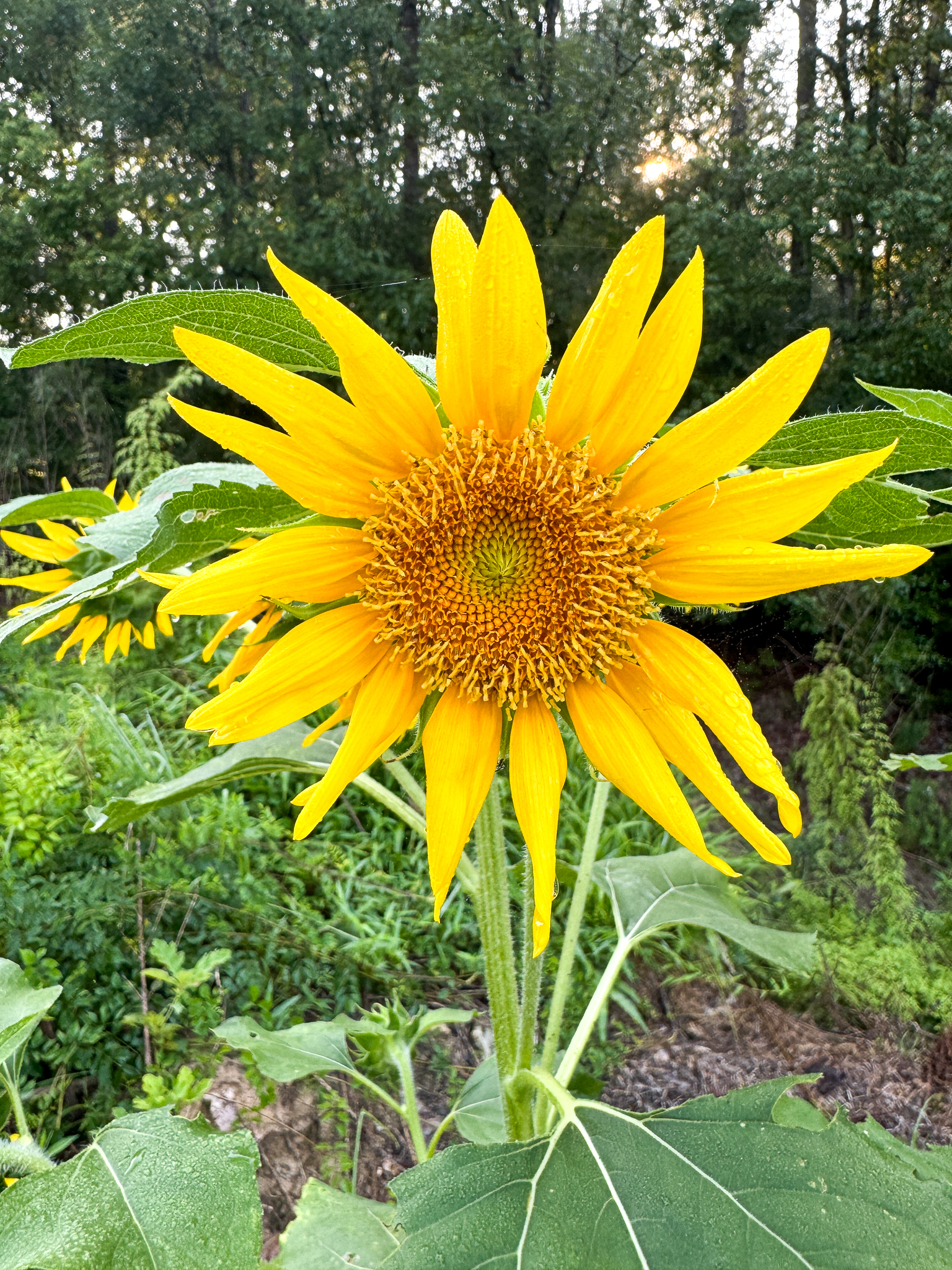 A close view of a large, fresh sunflower facing the camera
