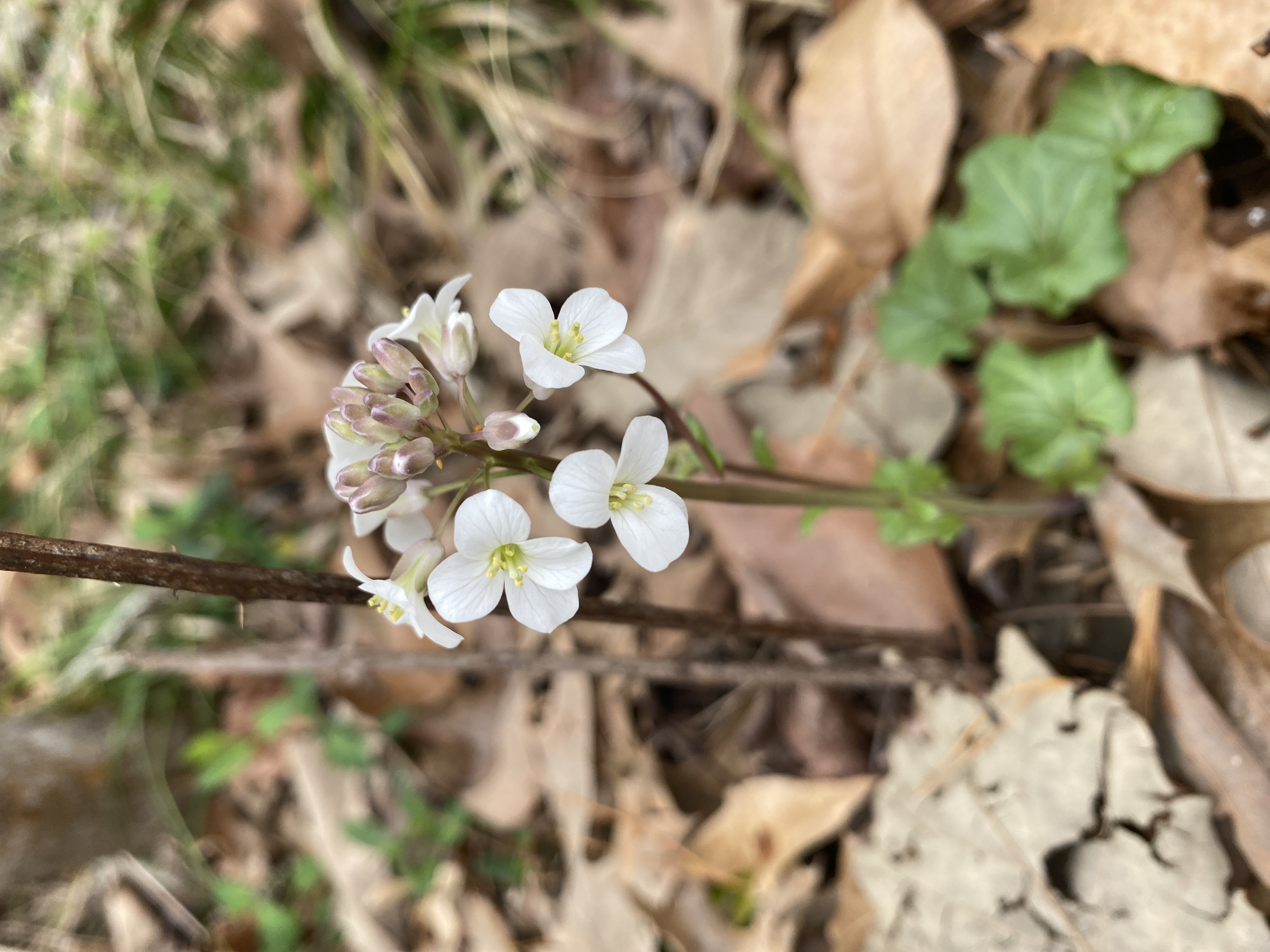 A bulb of small white flowers