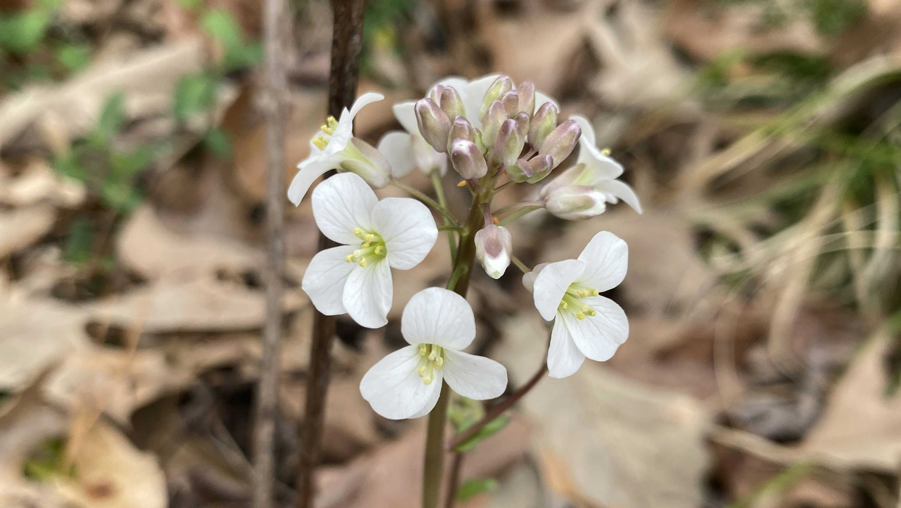 A bulb of small white flowers